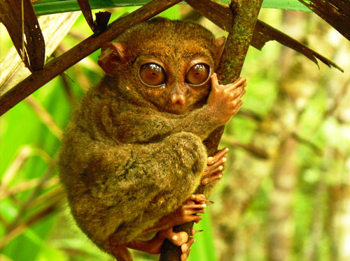 迷你眼鏡猴 (TARSIUS MONKEY) 