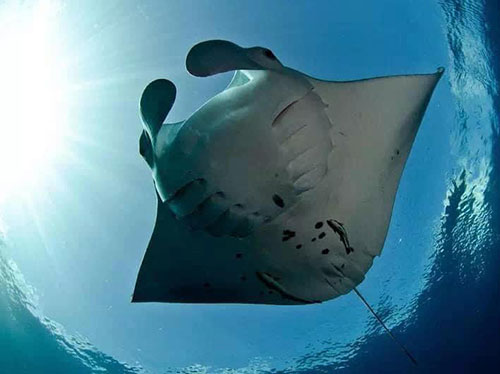 Manta ray