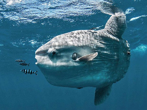 Mola Mola