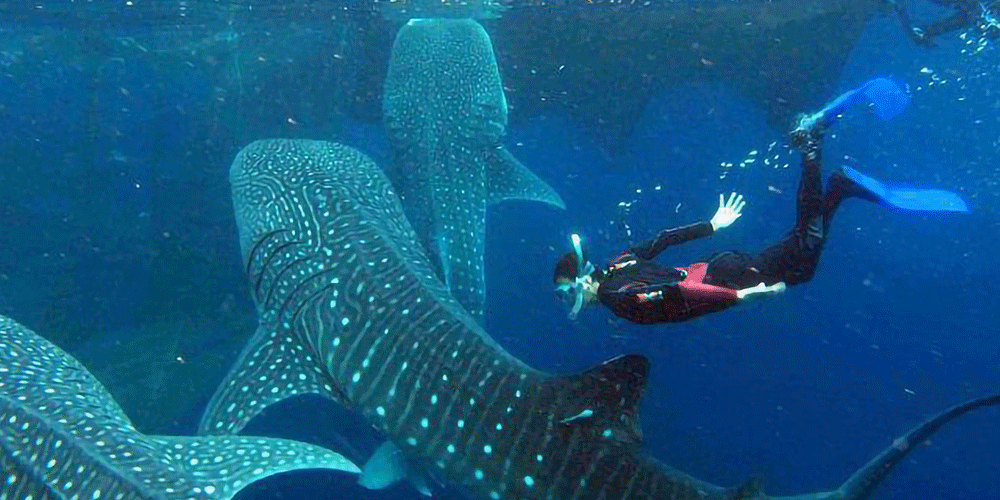 Lila Whaleshark watching 里拉鯨鯊村