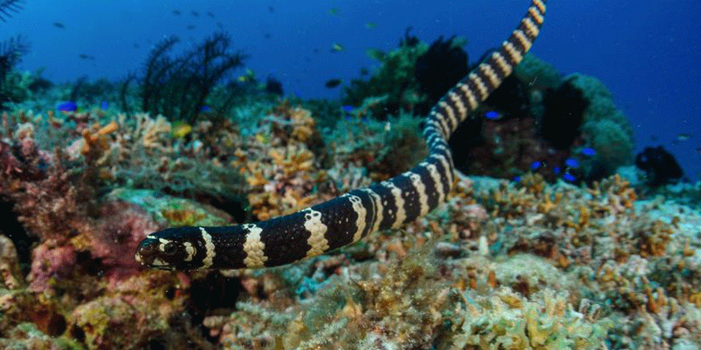 蛇島Snake Island